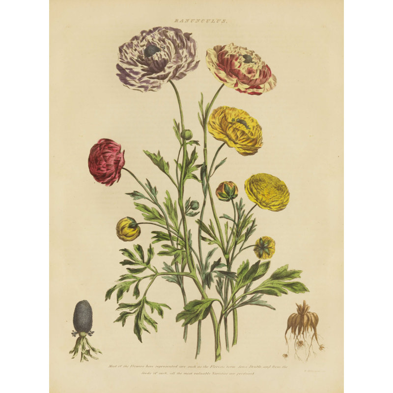 «Herbal Botanical XXII» par Wild Apple Portfolio - impression sur toile tendue, H 40 po x l 30 po