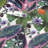 Etta Wallpaper-1842539474