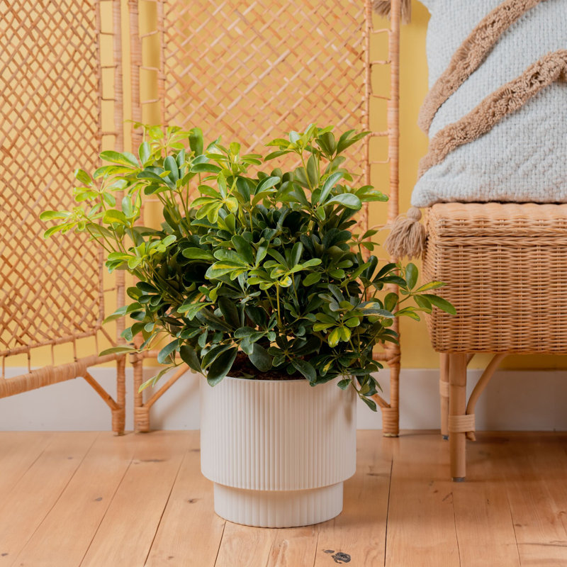 Schefflera Capella in Décor Planter