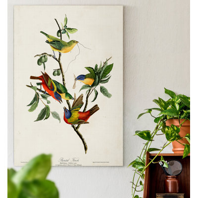" Pl 53 Painted Finch "