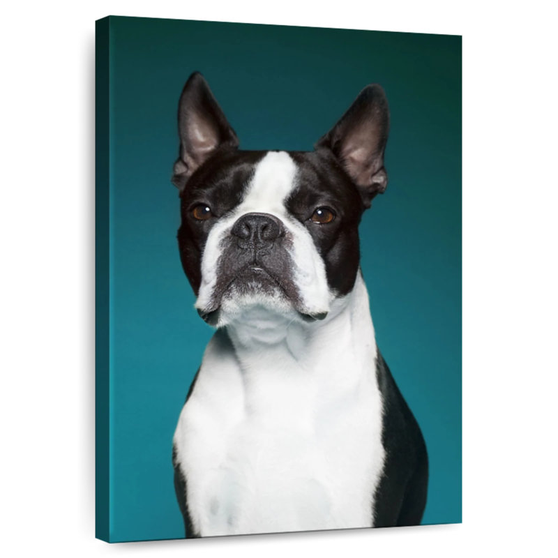 Boston Terrier Portrait, H 36 po x l 24 po