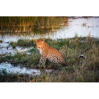 Resting Leopard - Wrapped Canvas Print