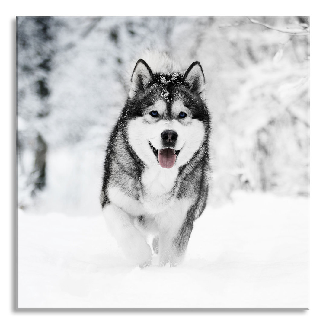 Glasbild Sibirischer Husky im Winterwald