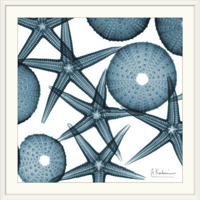 «Starfish X-Ray» par Albert Koetsier - reproduction de photo