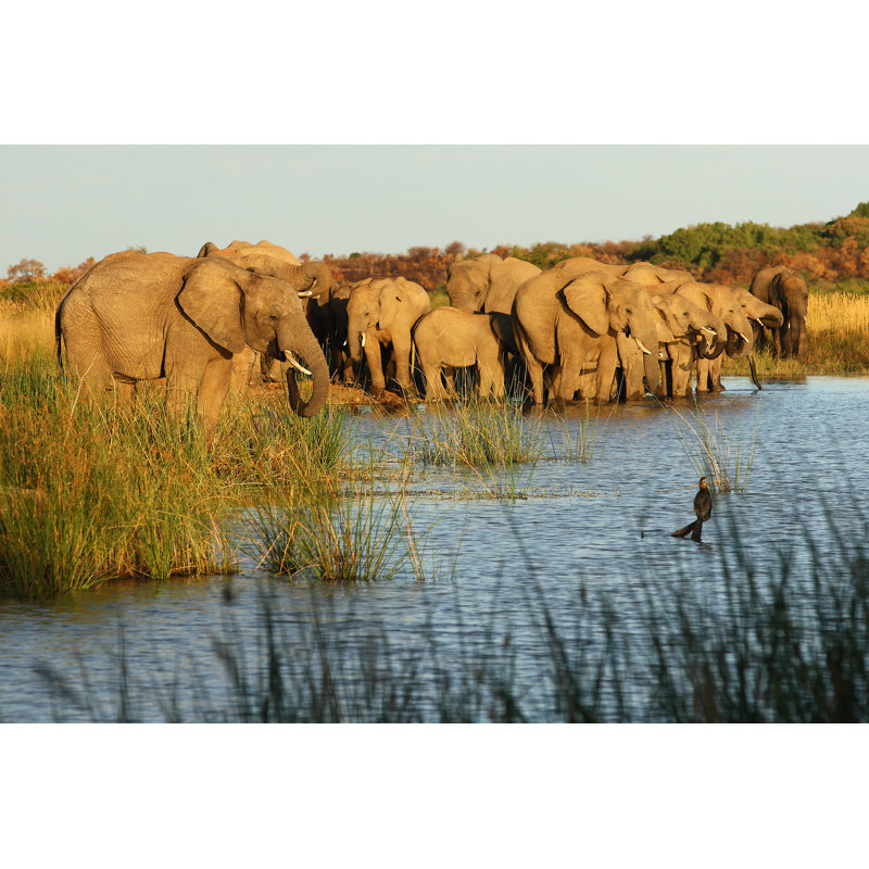 Elephants at Waterhole 501784868, 20cm H x 30cm W