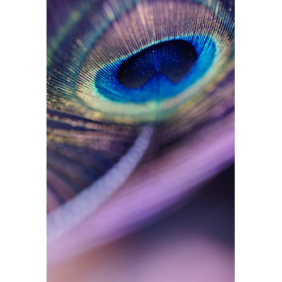 Abstract Macro Peacock Feather, Blur, Vivid Colour 1 Piece Wrapped Canvas Wall Art