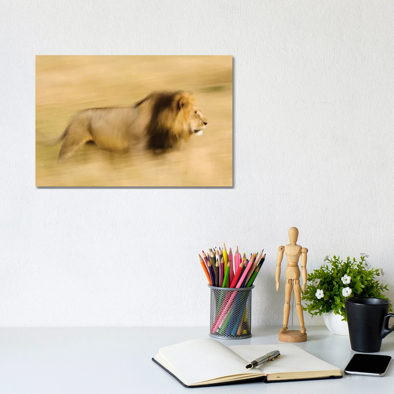 Africa, Kenya, Maasai Mara Motion Blur Of Walking Male Lion by Jaynes Gallery - Wrapped Canvas Print, 20.32 cm H x 30.48 cm W