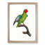 A Red-Cheeked Parrot by F. Levaillant - Framed Print-55450971-55450972