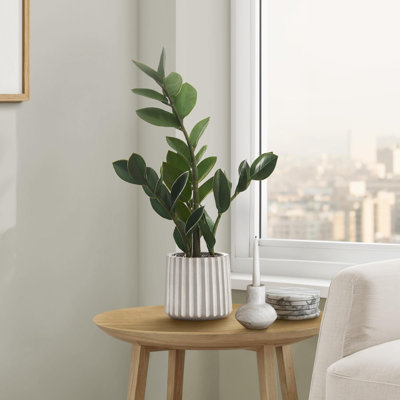 Plante artificielle, 20 po de hauteur, Zz, intérieur, faux, faux, table, verdure, pot, véritable touche décorative, feuilles vertes, pot de ciment gris