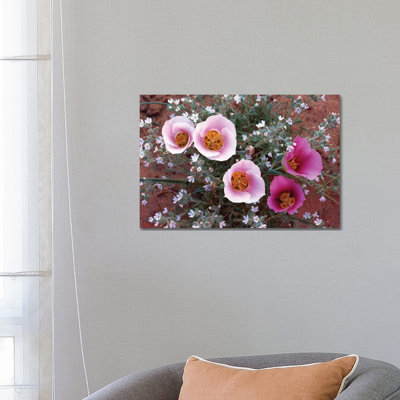 Sego Lily Group, State Flower Of Utah With Bulbous Edible Root by Tim Fitzharris - Wrapped Canvas Print