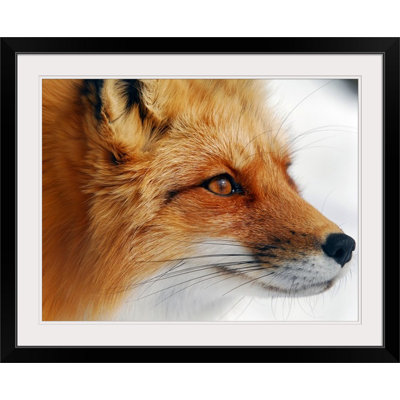 Straub " Red Fox " Print