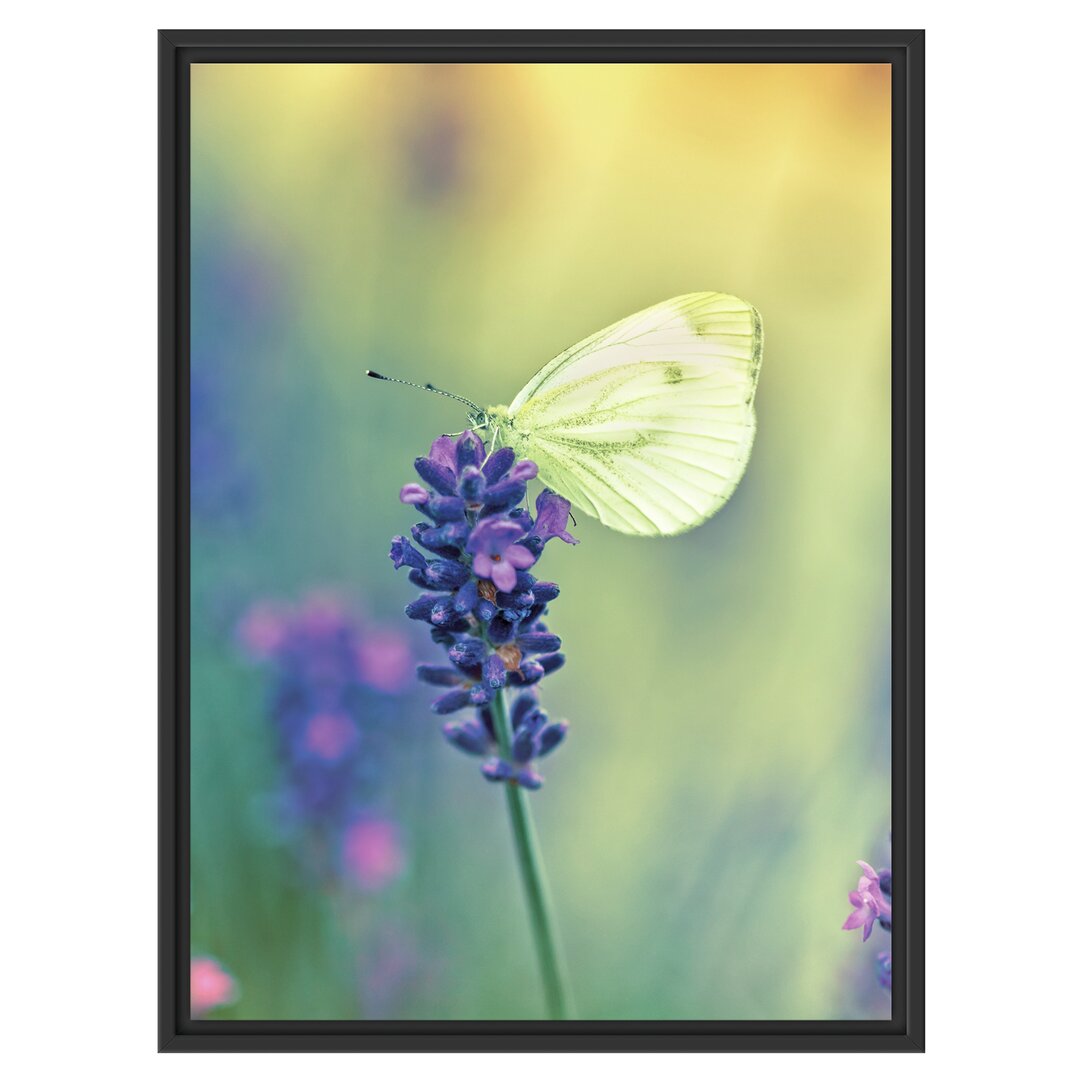 Gerahmtes Wandbild Schmetterling auf Lavendel