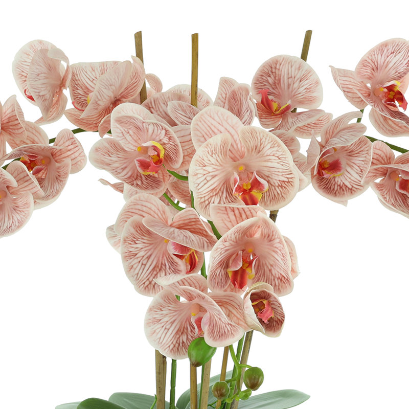 Orchids Arranged in Fiberstone Planter, Pink