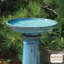 Bain d’oiseaux