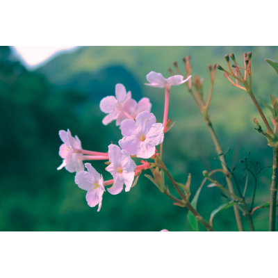 Beautiful Spring Colors by Khlongwangchao - Wrapped Canvas Print
