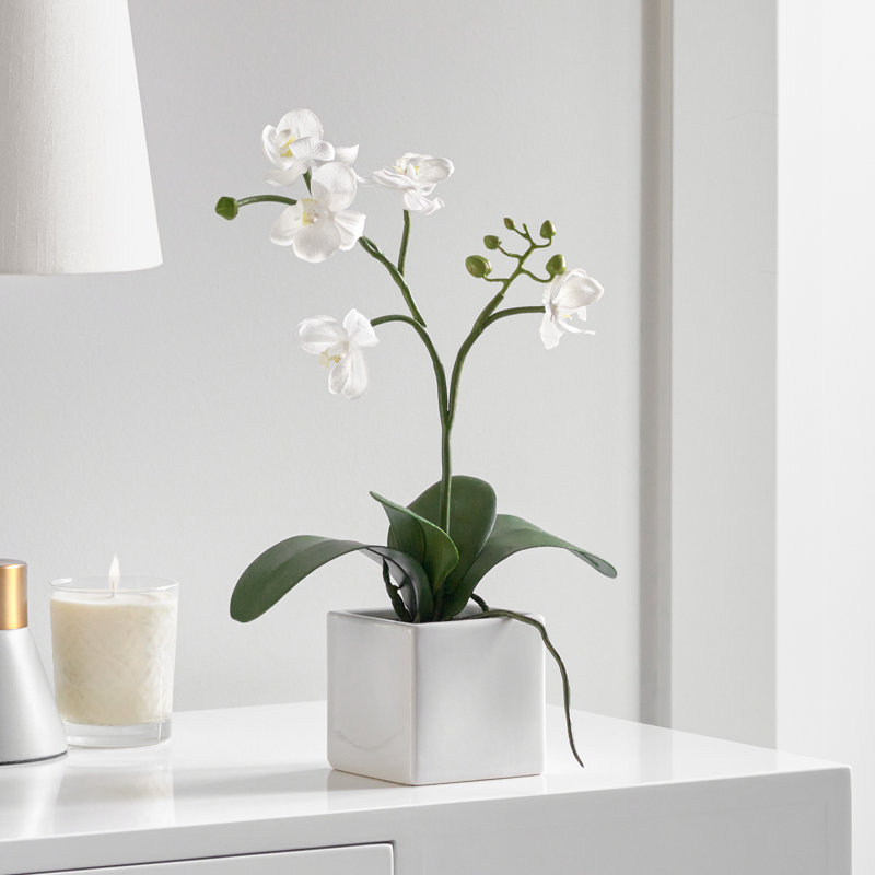 Orchidée Anyssa