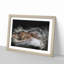 Alligator Watchful Eye in Abstract - Picture Frame Graphic Art Print-55682953-55682954