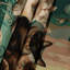 Tapisserie «Cats Burmese»-133646223