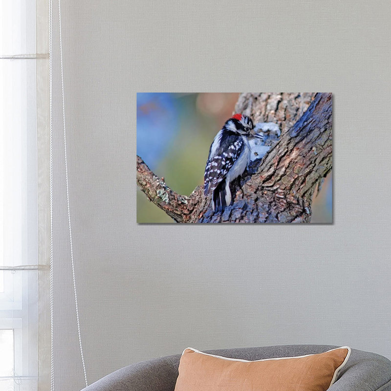 Downy Woodpecker by Brian Wolf - Wrapped Canvas Print, 66.04 cm H x 45.72 cm W x 3.175 cm D