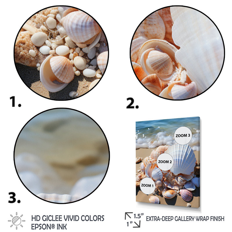 «Beach Photo Seashell Beauty VII - Animals», reproduction sur toile, H 32 po x l 16 po x P 1 po, Cadre flottant noir