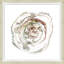 Tree Rings 1 Print
