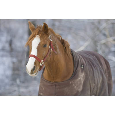 Warm Horse by Pgbrace - Wrapped Canvas Print