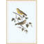 Nesting Navigators Blue 2 Print-1642076298