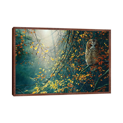 Tawny Owl by Jeremy Paul - Print on Canvas