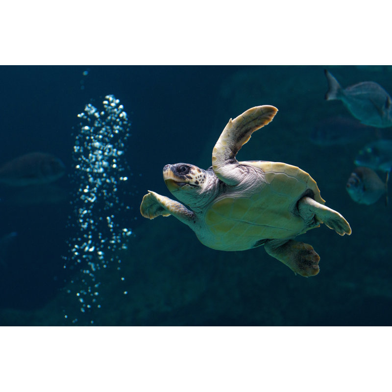 Namdev Sea Turtle - Wrapped Canvas Print, 81cm H x 122cm W x 3.8cm D
