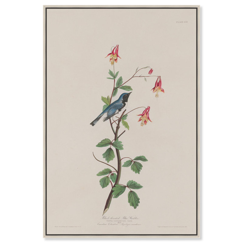 Reproduction d'art sur toile, paruline bleue, 1832, H 31 po x l 21 po, Encadrement argenté