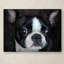 «Boston Terrier Portrait» par Vidur, impression sur toile tendue-22074422