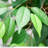 90cm Ficus Tree in Pot