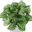 6,5 plantes
