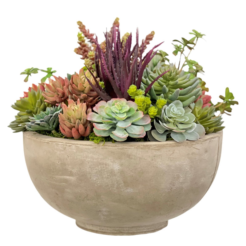 MIXED SUCCULENT IN BOWL