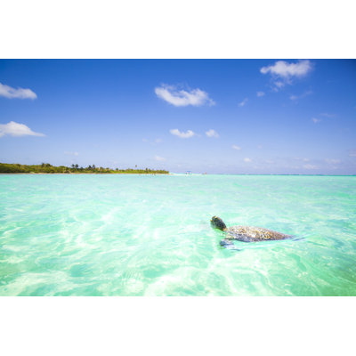 Caribbean Sea Scenery With Turtle - Wrapped Canvas Print