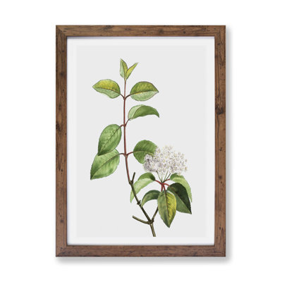 Blackhaw Tree Flowers - Framed Print
