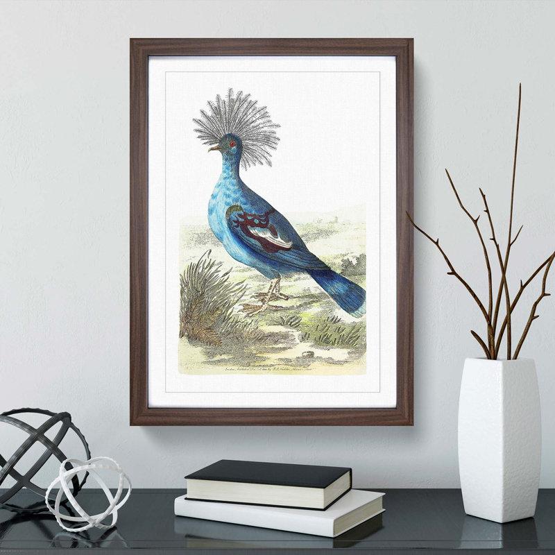 Crowned Pigeon by George Shaw - Framed Print, 36cm H x 27cm W x 2cm D, Walnut Framed