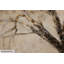 Canvas Picture The Wise Tree