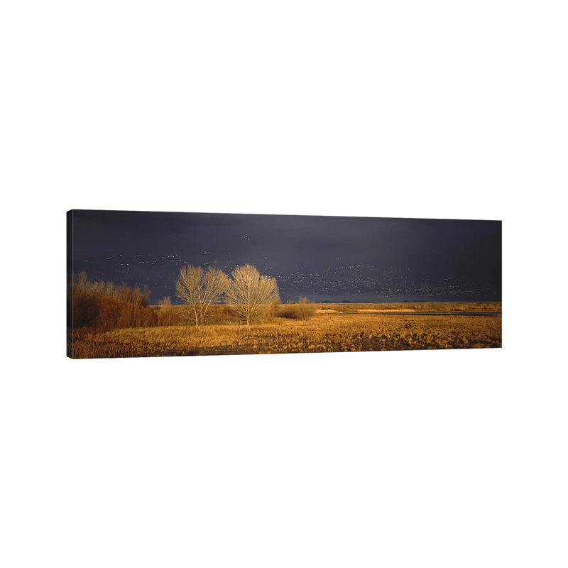 Flock Of Snow Geese Flying, Bosque Del Apache National Wildlife Reserve, Socorro County, New Mexico, USA - Wrapped Canvas Panoramic Print