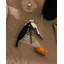 Parrot Corkscrew-1909685