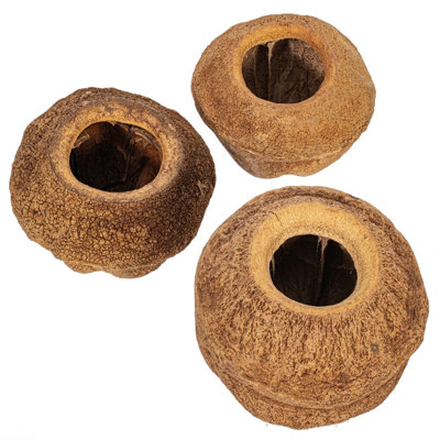 4" Sapa Pod, 3 Pack Dried
