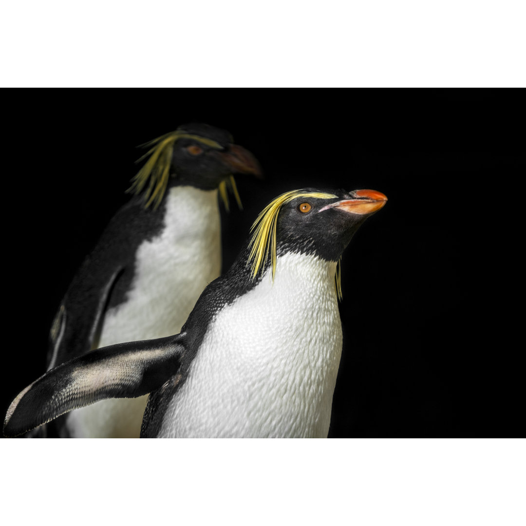 Zwei Rockhopper Pinguine von ZochaK - Leinwandbild