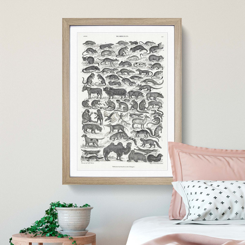 Study of Mammals LIV by Oliver Goldsmith - Framed Print, 87cm H x 62cm W x 2cm D, Oak Framed