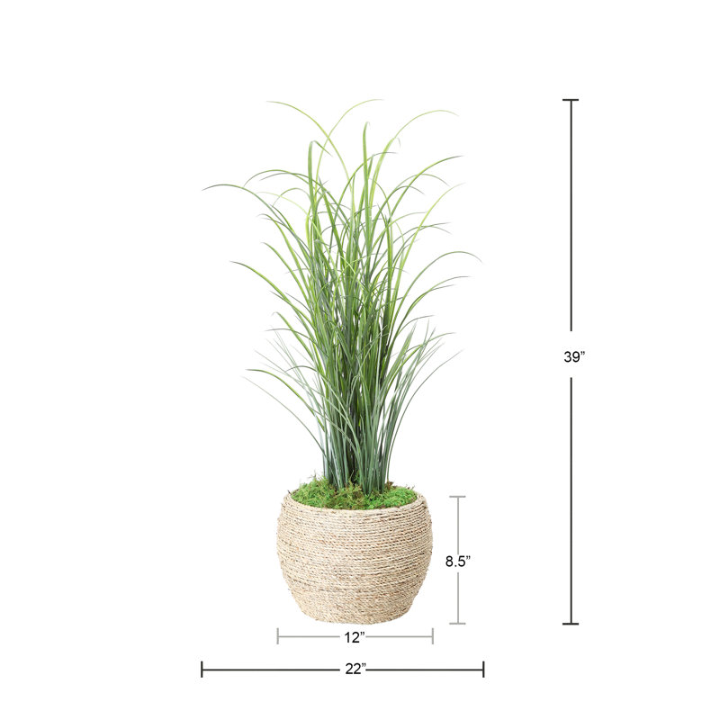 Herbe dans un pot à fleurs, Petit