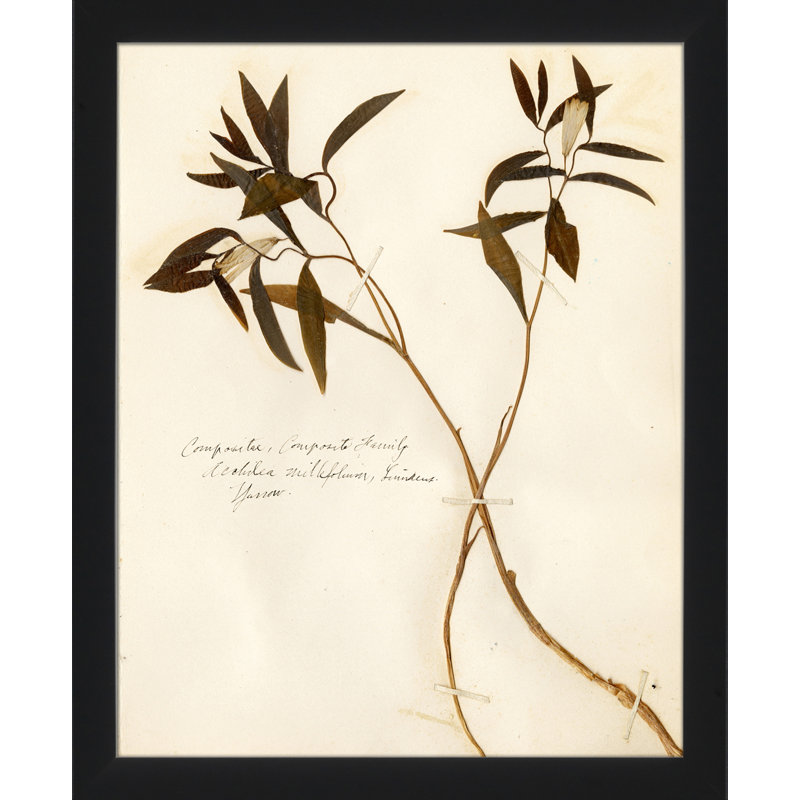 Pressed Botanical 19 Painting