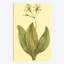 « clintonia », reproduction sur toile-31294463-73207129-73207123