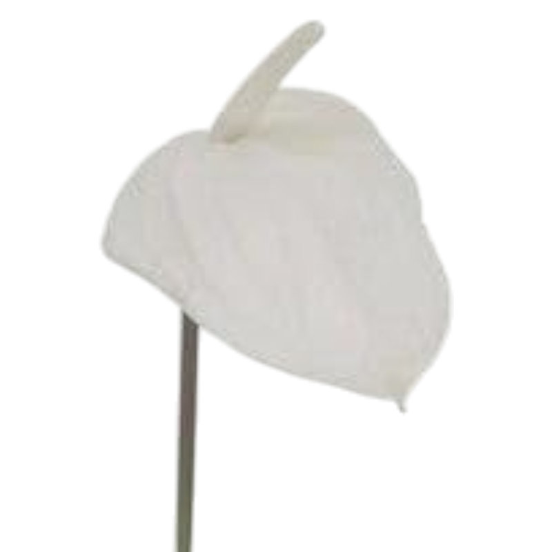 29 po Anthurium - paquet de 4