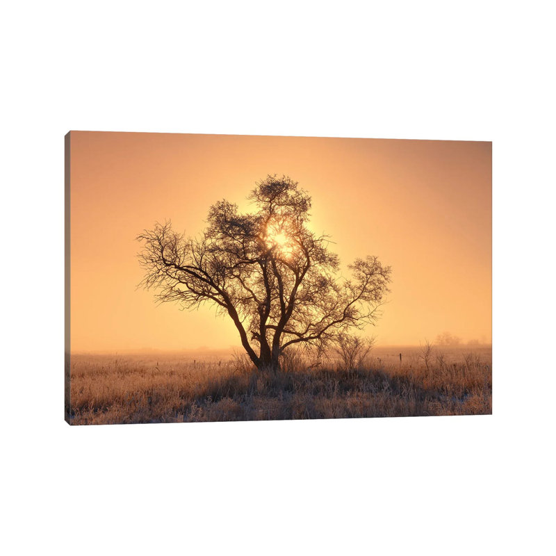 Canada, Saskatchewan. Hoarfrost On Tree At Sunrise. by Jaynes Gallery - Wrapped Canvas Print, 101.6 cm H x 66.04 cm W