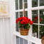 Geranium panier suspendu résistant aux rayons UV