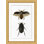 Beetle Study 2 Framed Print